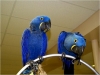 2 Lovely Hyacinth macaws For Adoption